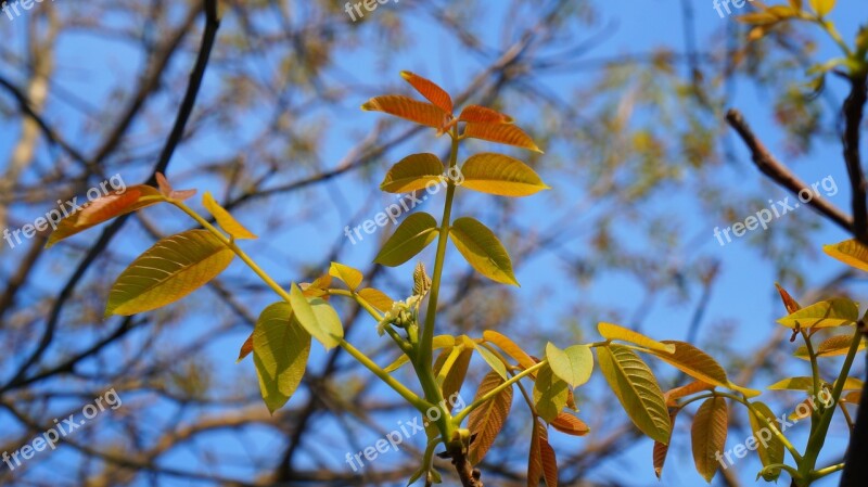 Nature Plants Young Leaflet Spring