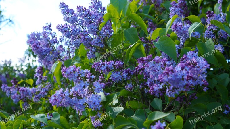 Nature Plants Flowering Violet Without