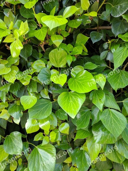 Green Ivy Leaves Background Texture