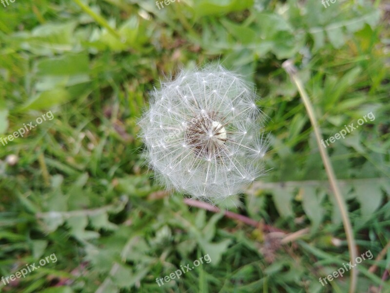 Dandelion Seeds Plant Spring Meadow