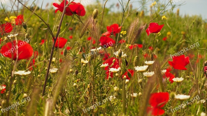 Flowers Papaver Blossom Poppies Color