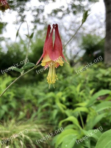 Columbine Flower Spring Bloom Garden