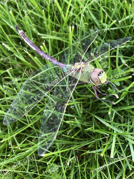 Dragonfly Insect Nature Wings Insects