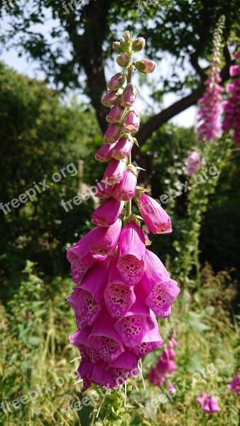 Wildflowers Foxglove Plants Nature Flora