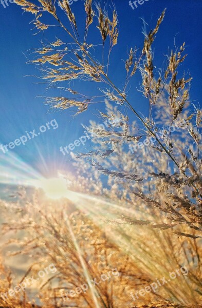 Sun Light Wheat Nature Landscape