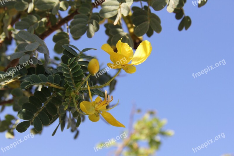 Flower Leaves Nature Bloom Free Photos