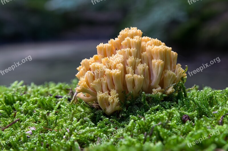 Coral Fungus Mushroom Autumn Forest Floor Moss