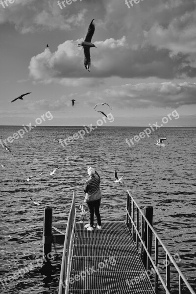 Seagull Bird Flying Nature Sea