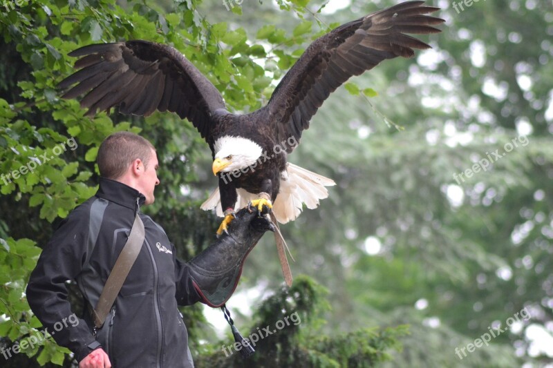 Eagle Flight Raptor Bird Pen