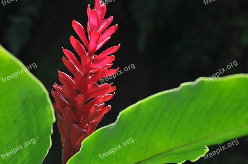 Panama Flower Exotic Nature Botany