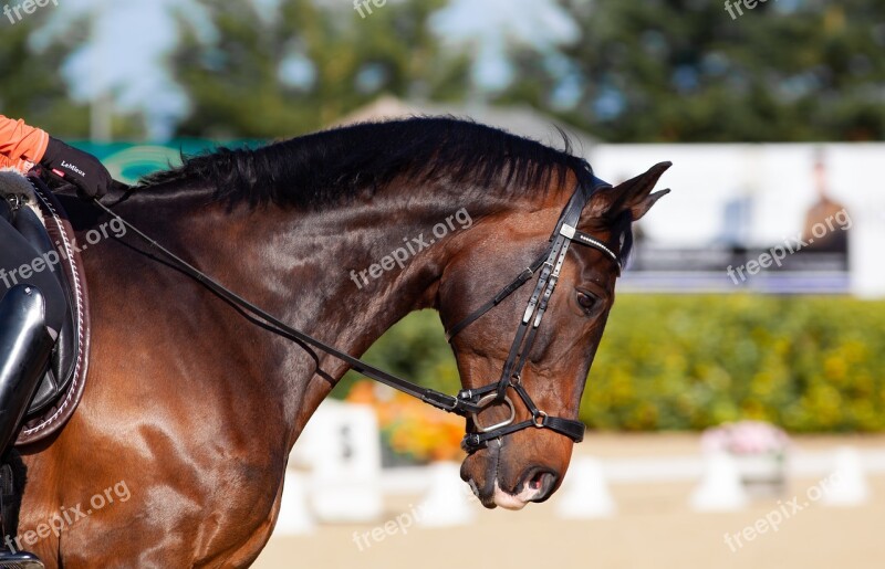 Horse Dressage Bay Chestnut Competition