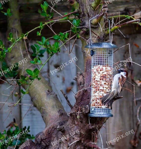 Sparrow Garden Bird Feeding Garden Cute