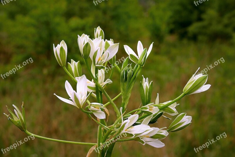 Flowers Bouquet Nature Beauty Free Photos