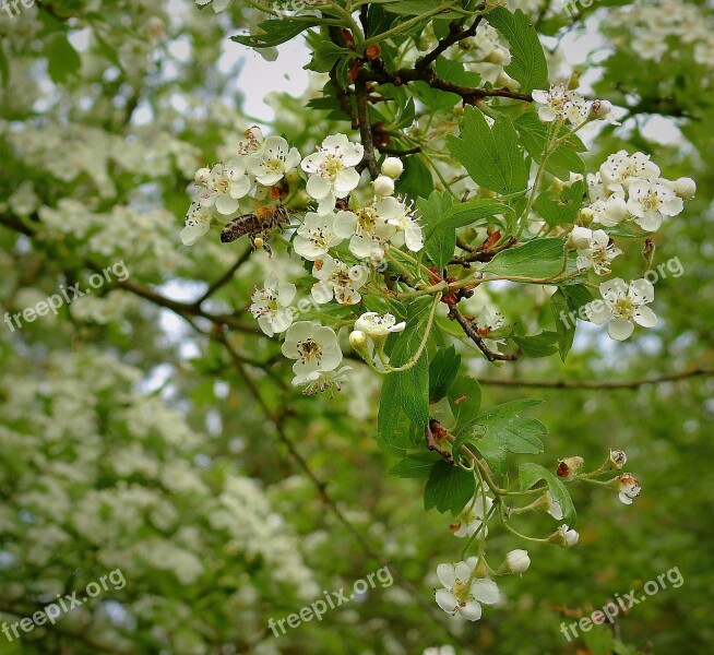 Flowering Pollination Bee Insect Flowers