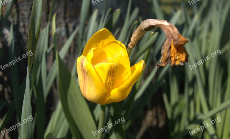 Tulip Flower Nature Garden Plants