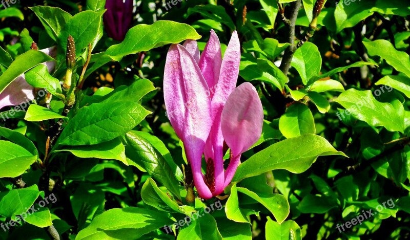 Magnolia Flower Pink Spring Garden