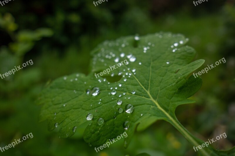 Leaf Drop Water Green Nature