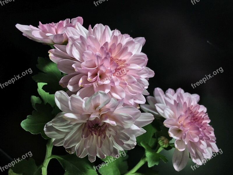 Pink Petals Chrysanthemum Flower Nature Flora