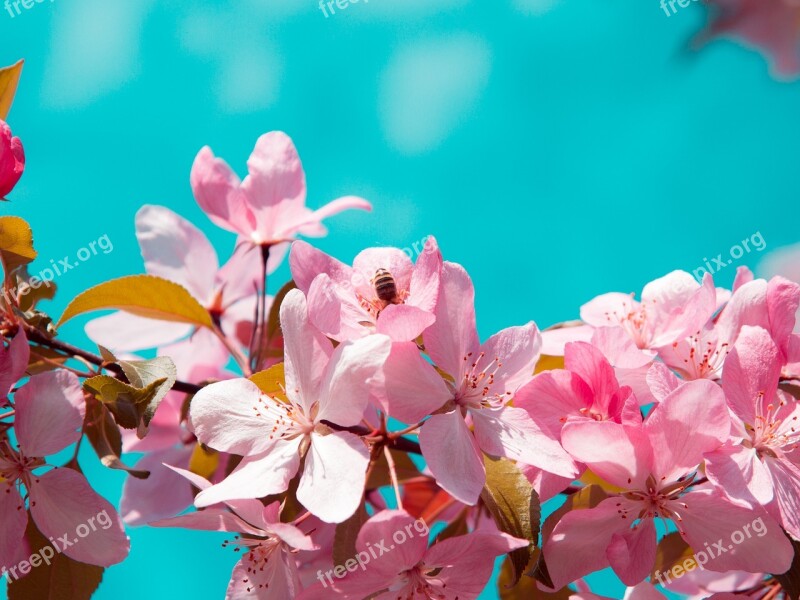 Flower Bee Pink Spring Pollen