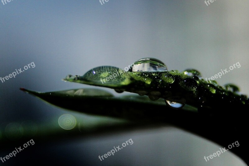 Raindrops The Water Droplets Water Droplets Sound Leaf Plants