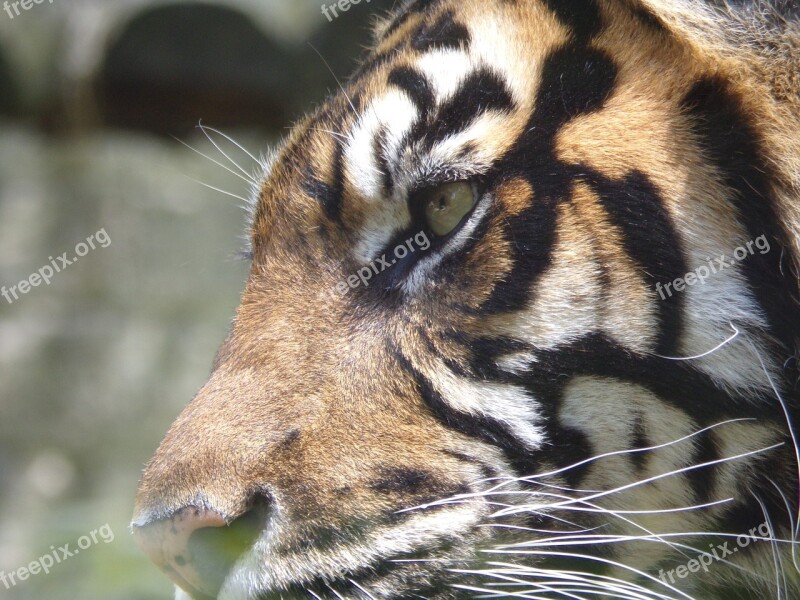 Tiger Zoo Animals Predator Nature