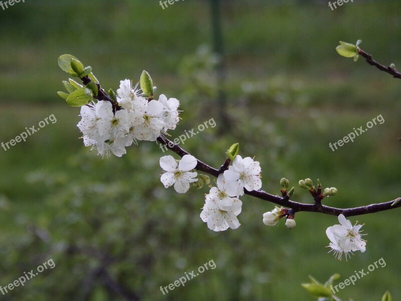 Flower White Spring Garden Flowers