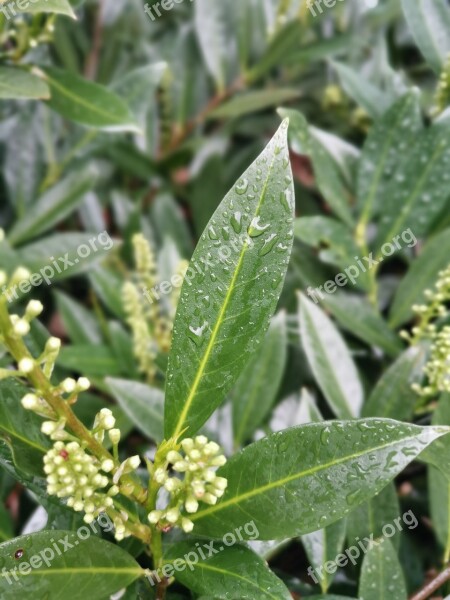 Leaf Rain Drip Green Free Photos