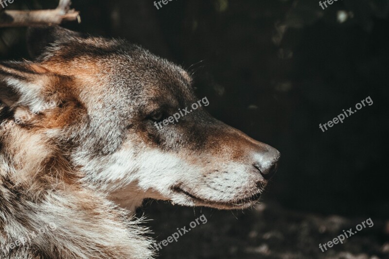 Wolf Close Up Zoo Animal Noble