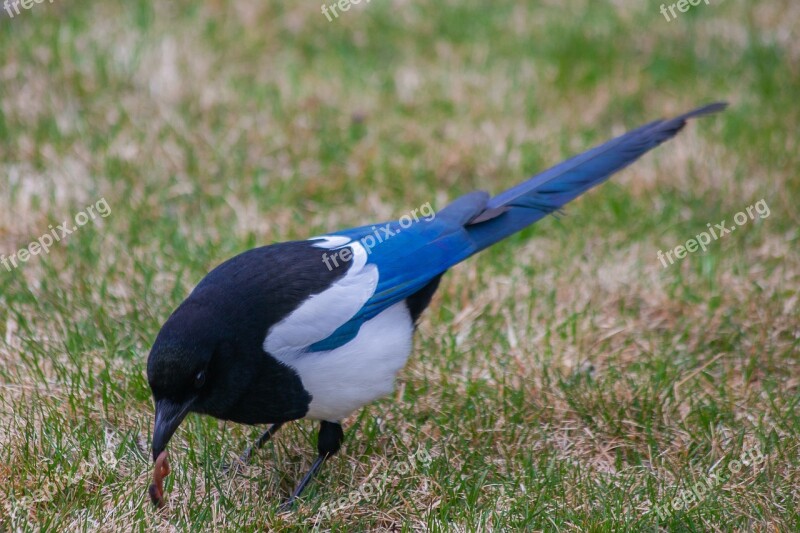 The Early Bird Catches The Worm Worm Bird Peck Spring