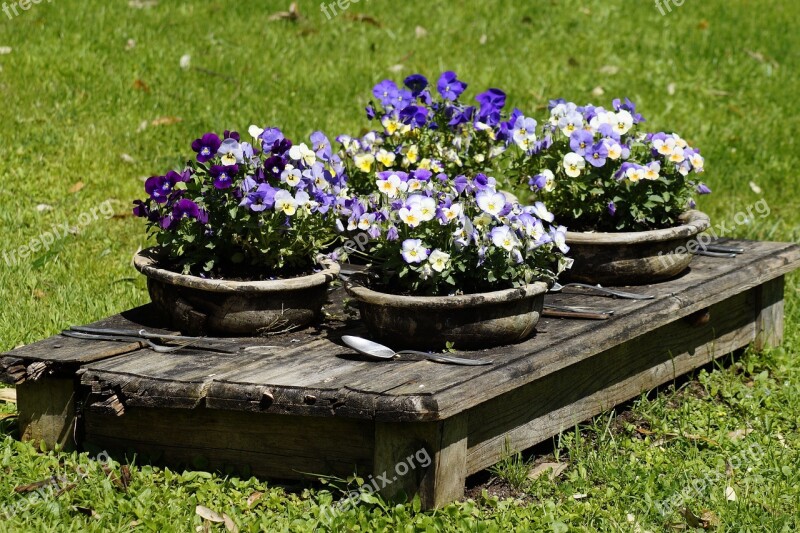 Table Nature Flowers Pansy Eat