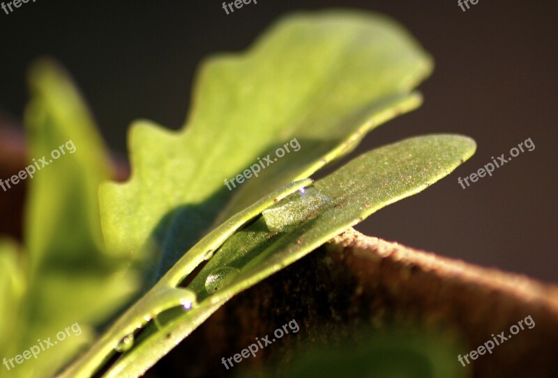 Leaf Water Drops Nature Rain