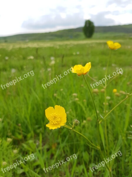 Flower Of The Field Yellow Field Green Summer