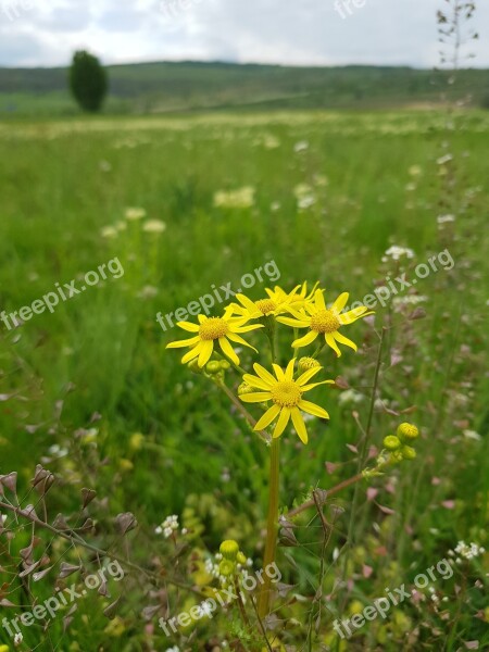 Flower Of The Field Yellow Field Summer Green