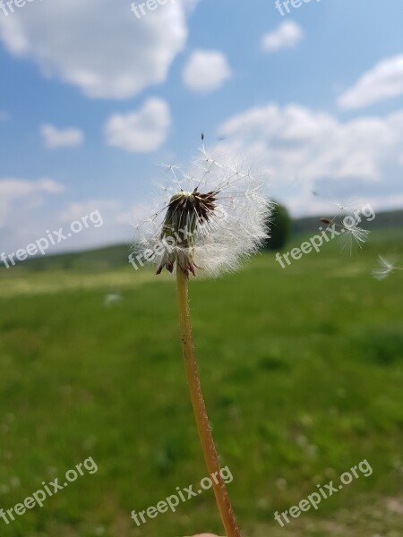 Dandelion Wind Plant Green Summer