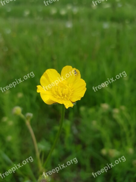 Flower Of The Field Yellow Green Nature Summer