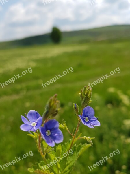 Flower Of The Field Plant Green Summer Violet