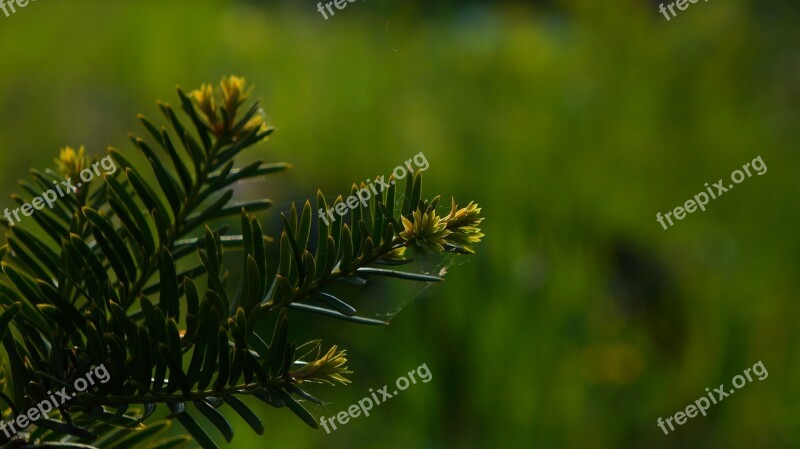 Nature Plants Green Twigs Iglak