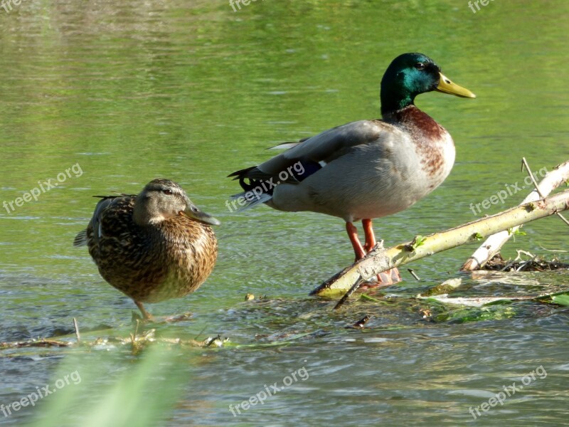 Duck Couple Nature Plumage Colorful