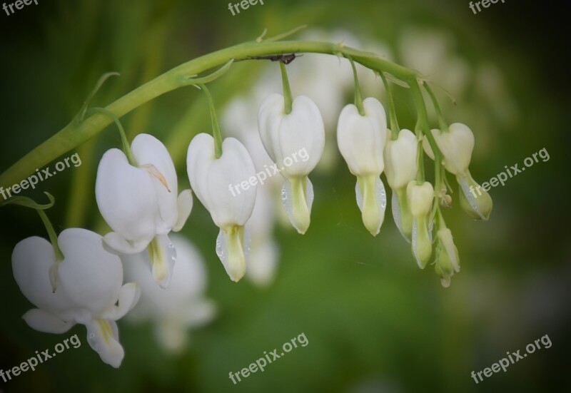 Flower White Blossom Nature Garden