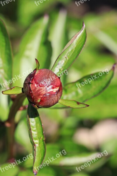 Rose Peony Flower Blossom Bloom