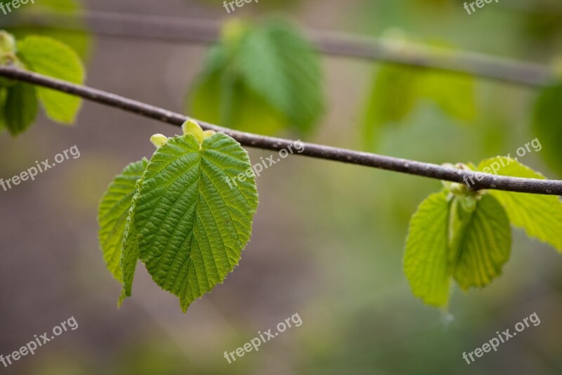 Leaves Green Branch Nature Hazel Leaves