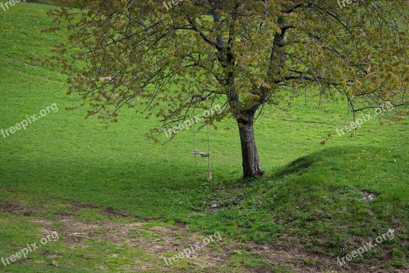 Tree Meadow Swing Nature Wooden Swing