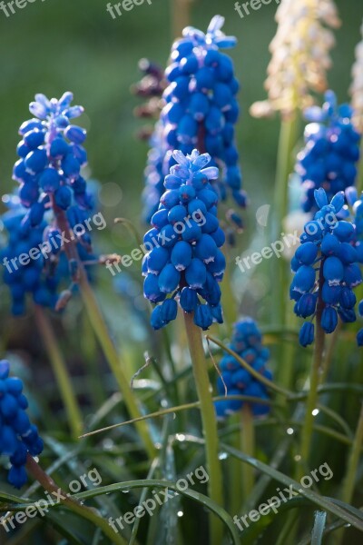 Hyacinth Grape Hyacinth Blue Flowers Nature