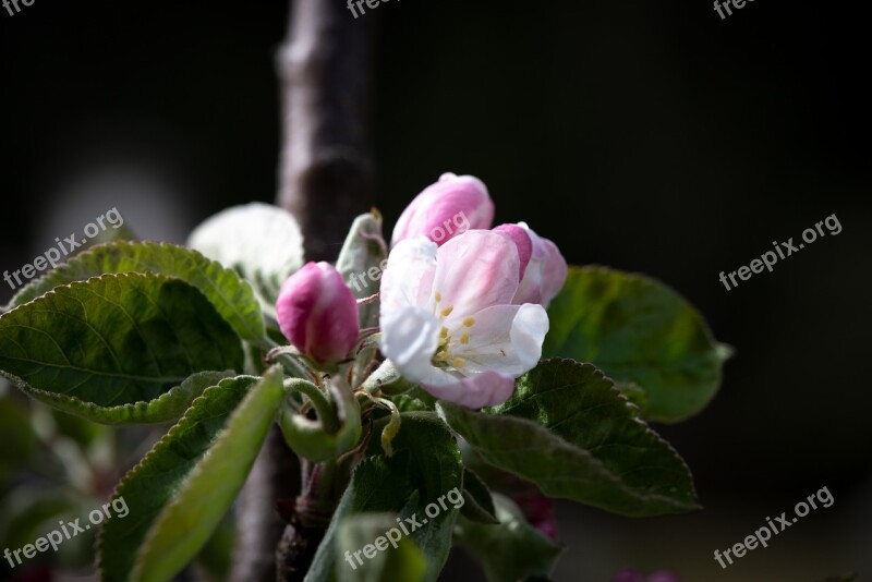 Flowers White Apple Tree Garden Vegetable Garden