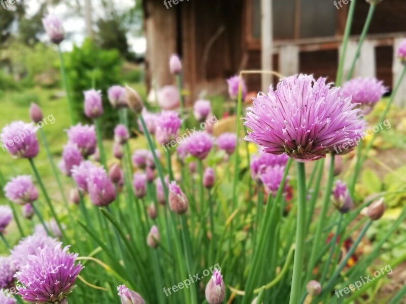 Chives Garden Raised Bed Herbs Eat