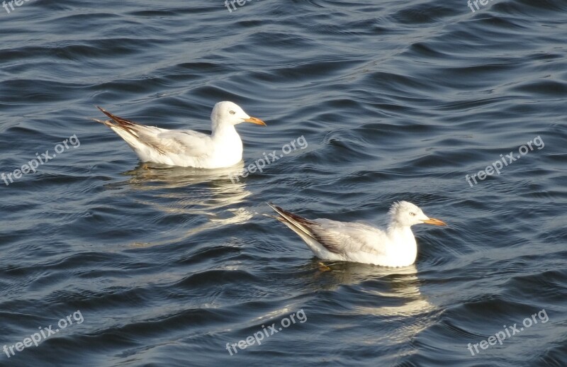 Gull Bird Slender-billed Gull Chroicocephalus Genei Mid-sized