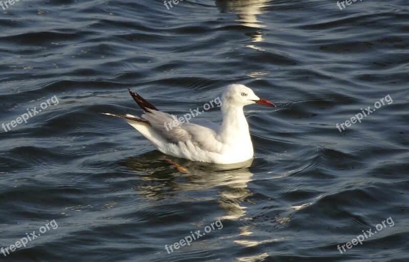 Gull Bird Slender-billed Gull Chroicocephalus Genei Mid-sized