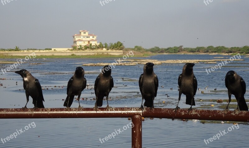 Bird Crow House Crow Murder Flock