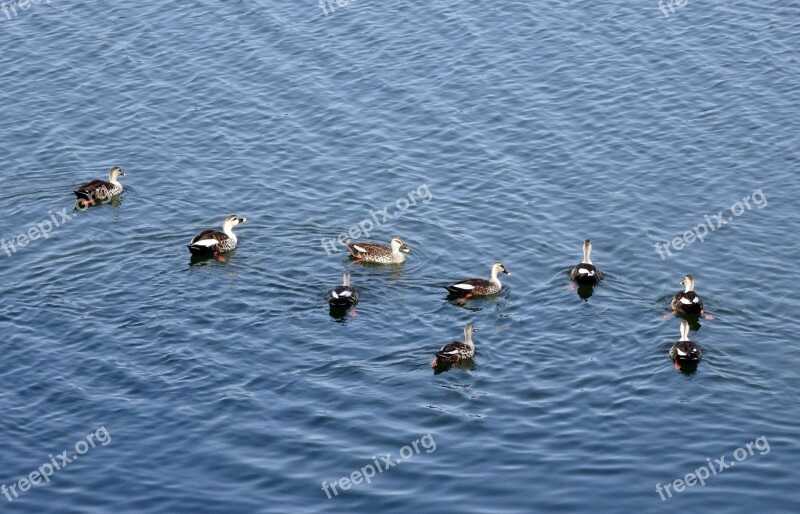 Duck Bird Waterfowl Wildlife Spot-billed Duck