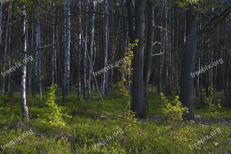 Tree Birch Landscape Forest Wood